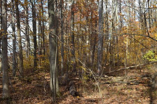 Property photo 4 - 75.3 Acres Offered in 2 Tracts